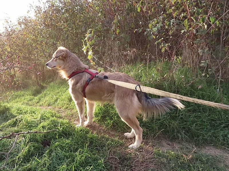 DIABOLO - sucht seinen sicheren Hafen