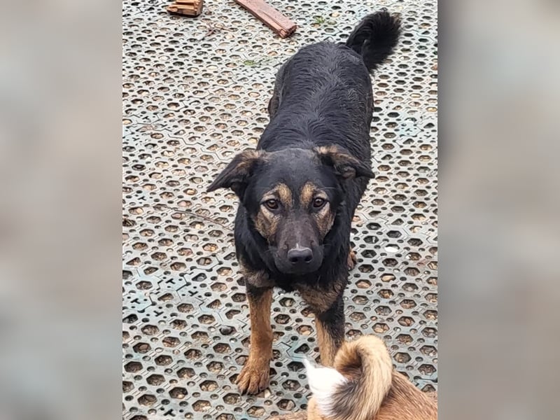 FREYA - sucht ein Zuhause auf Lebzeit