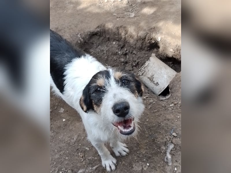 JACK - Traumzuhause gesucht