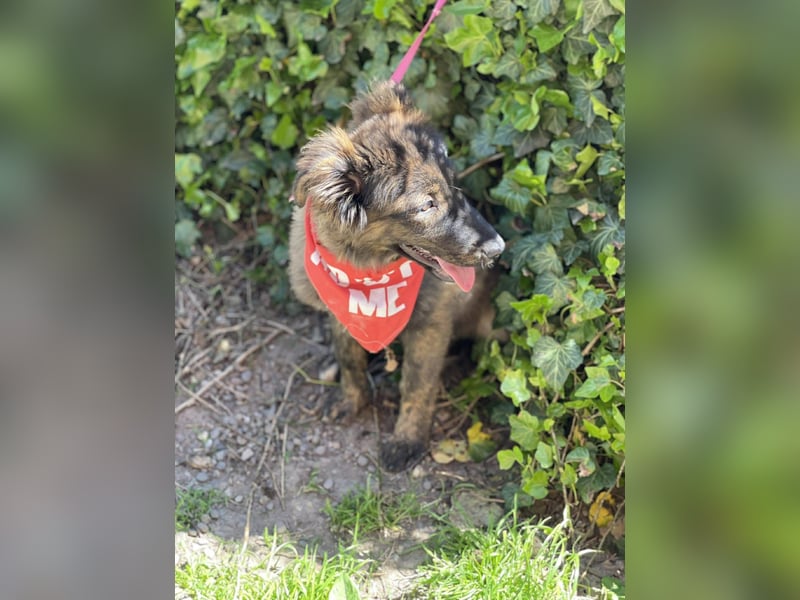 URSA - liebevolles Zuhause gesucht