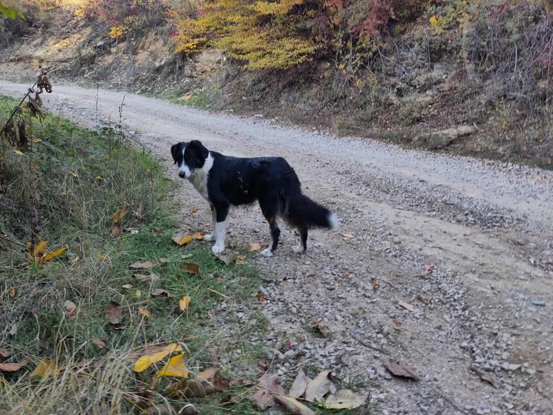 RON - sucht sein Ticket ins Glück