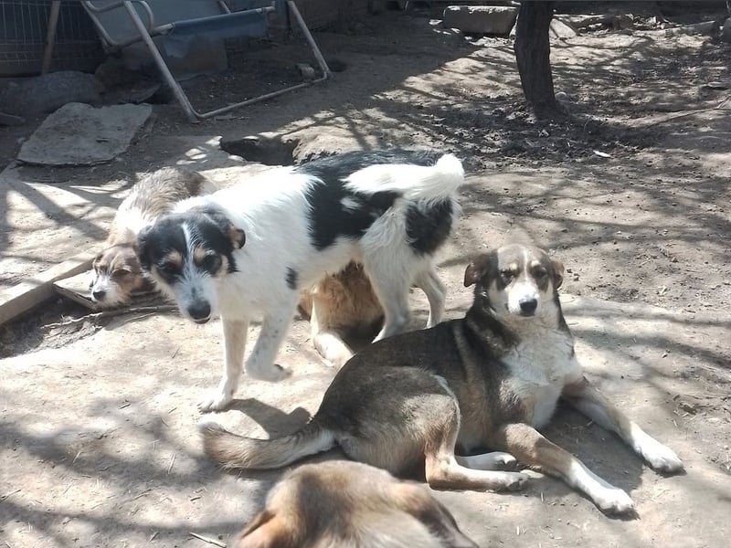 JACK - Traumzuhause gesucht