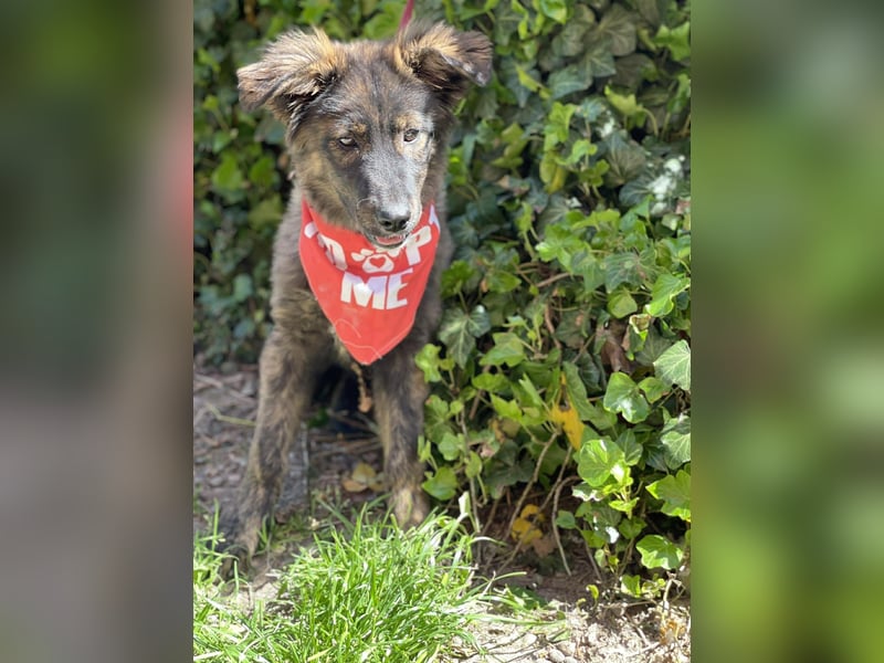 URSA - liebevolles Zuhause gesucht
