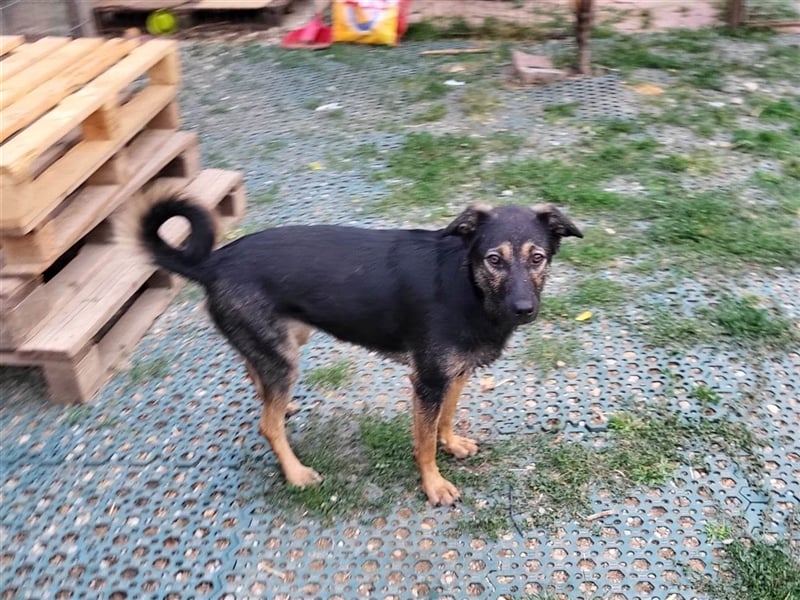 FREYA - sucht ein Zuhause auf Lebzeit