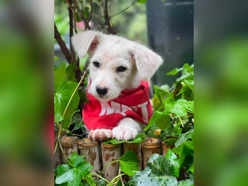 ALFIE - Zuckerbub sucht seine Menschen