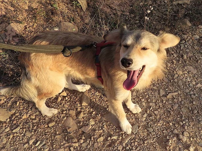 DIABOLO - sucht seinen sicheren Hafen