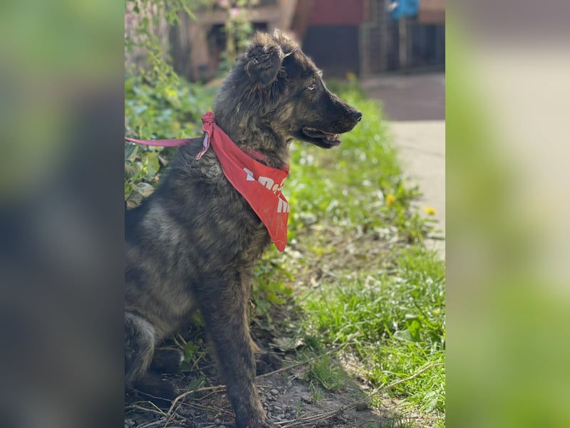 URSA - liebevolles Zuhause gesucht