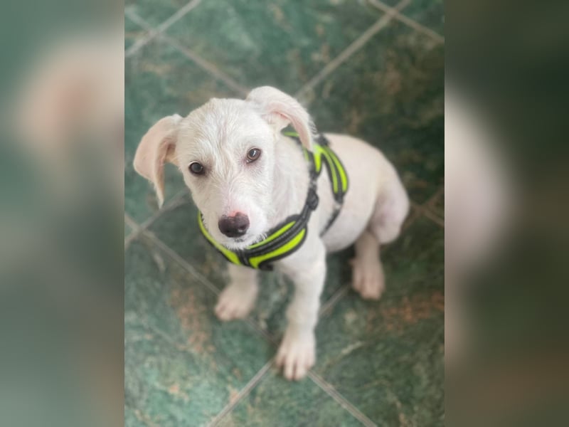 ALFIE - Zuckerbub sucht seine Menschen