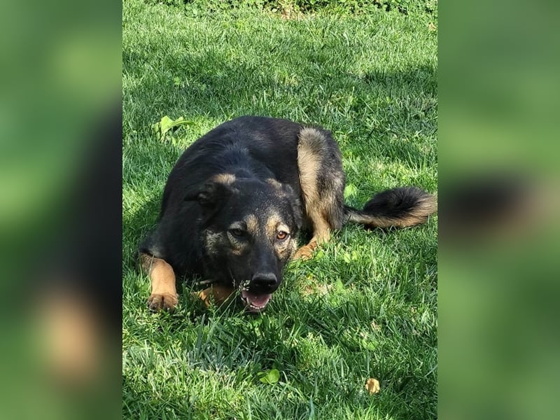 FREYA - sucht ein Zuhause auf Lebzeit