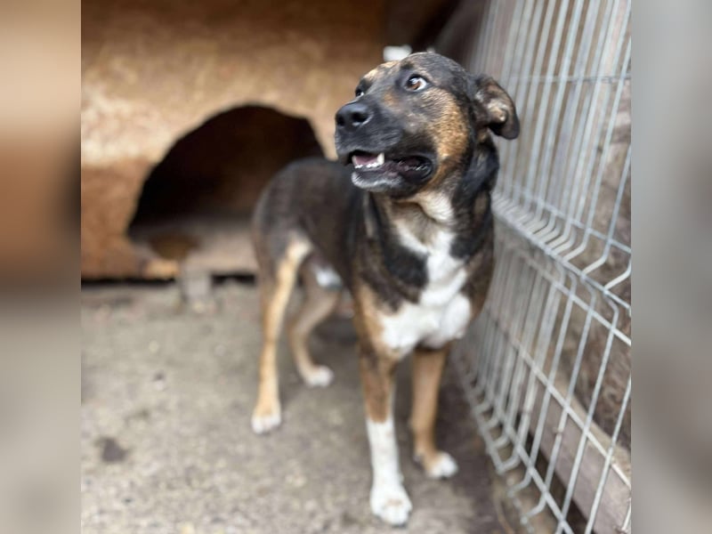 BRUNO - wo darf er glücklich werden?