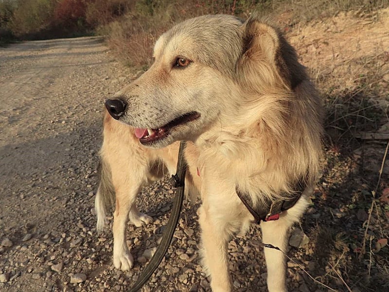 DIABOLO - sucht seinen sicheren Hafen