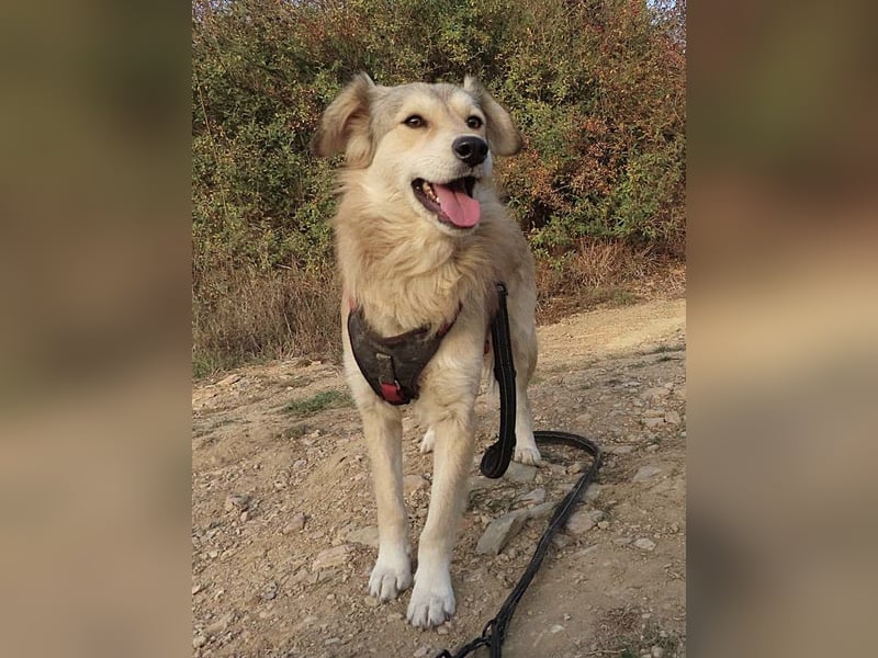 DIABOLO - sucht seinen sicheren Hafen