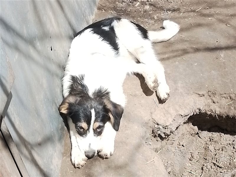 JACK - Traumzuhause gesucht