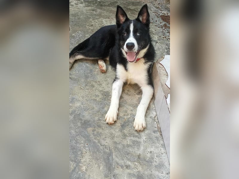 LOKI - ist bereit für Abenteuer