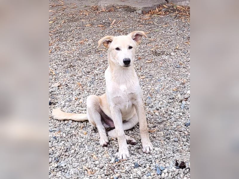 ROCCO - ist bereit für Abenteuer