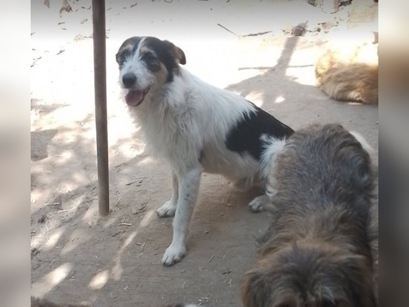 JACK - Traumzuhause gesucht