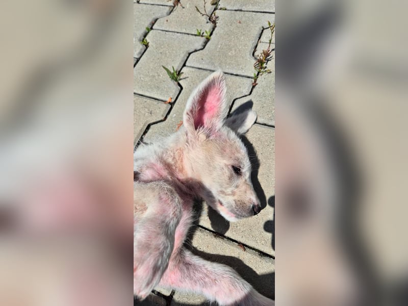 ALFIE - Zuckerbub sucht seine Menschen