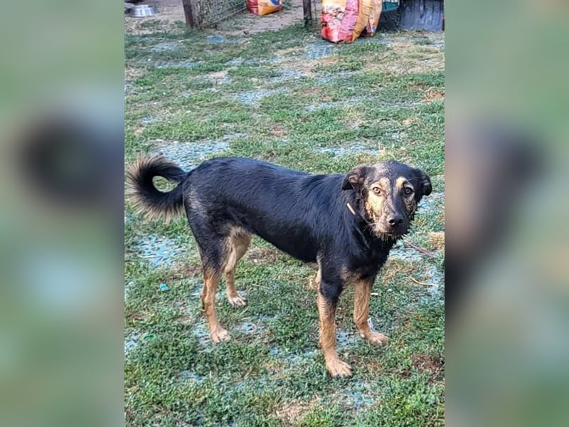 FREYA - sucht ein Zuhause auf Lebzeit