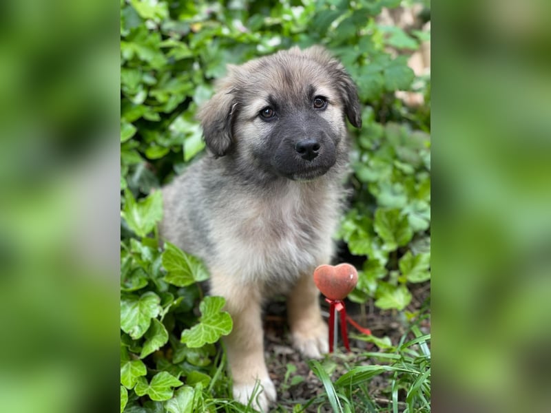 LUNA - sucht ihre Menschen