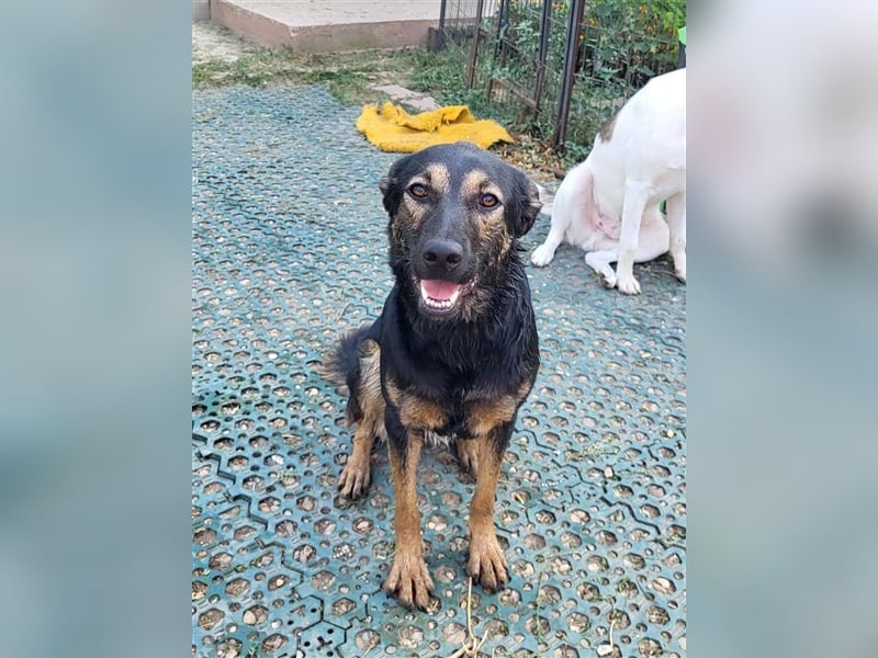 FREYA - sucht ein Zuhause auf Lebzeit