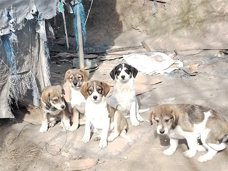 JACK - Traumzuhause gesucht