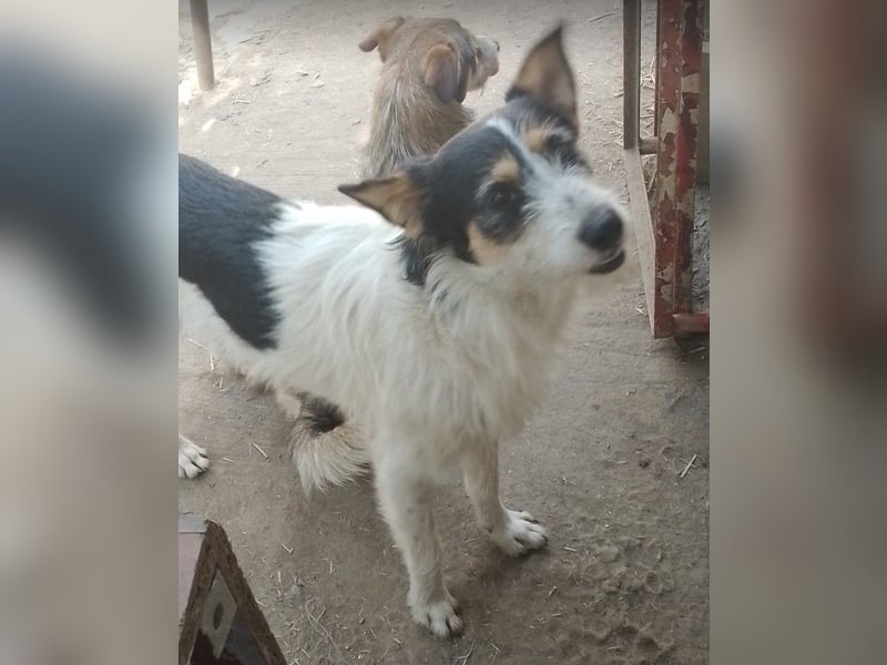 JACK - Traumzuhause gesucht