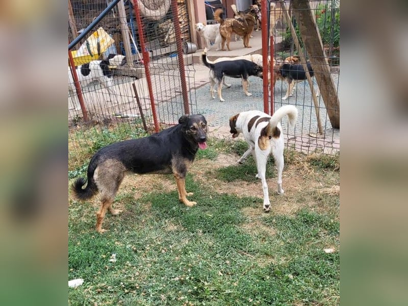 FREYA - sucht ein Zuhause auf Lebzeit