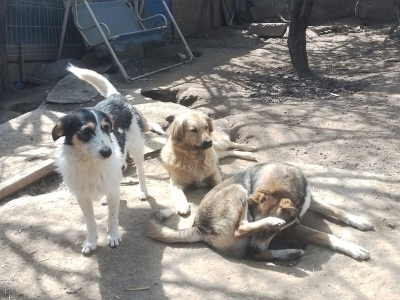 JACK - Traumzuhause gesucht