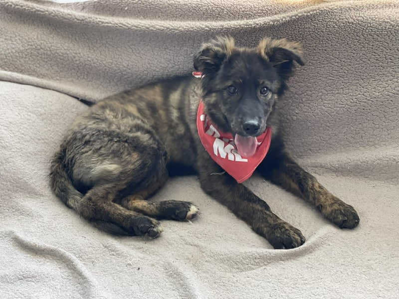 URSA - liebevolles Zuhause gesucht