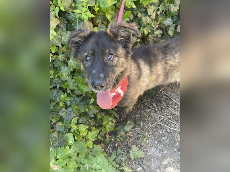 URSA - liebevolles Zuhause gesucht