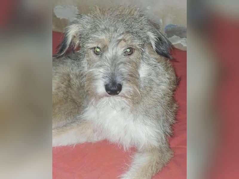 NALA - sucht ihr Für-immer-Zuhause