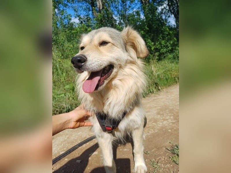 DIABOLO - sucht seinen sicheren Hafen