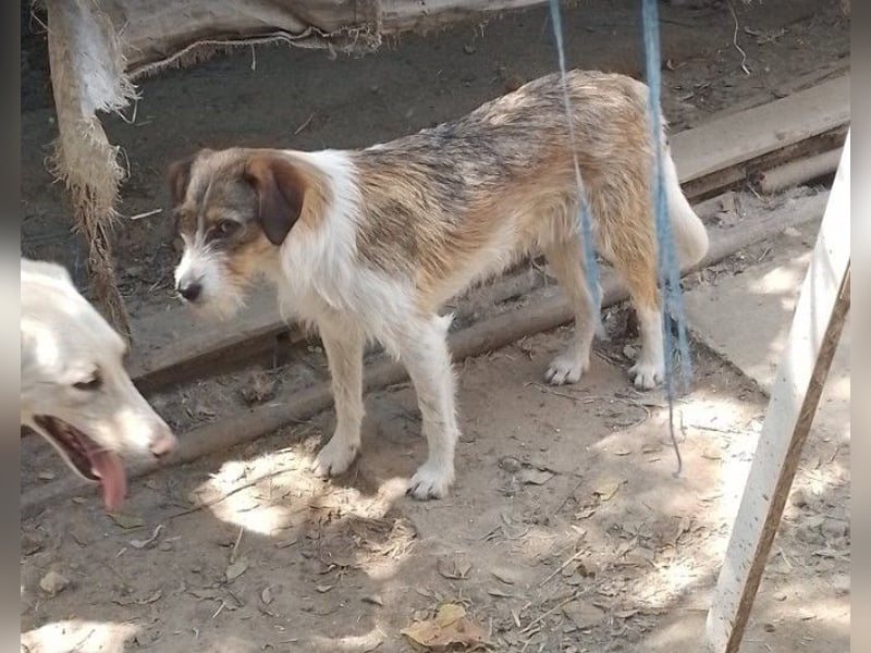 MILLY - ist bereit für ihr Abenteuer