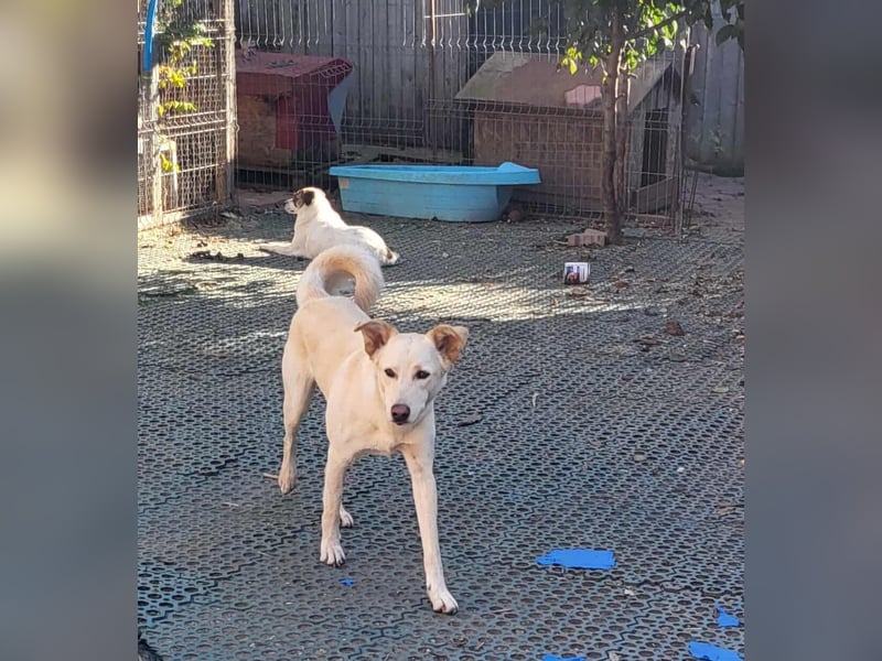 ROCCO - ist bereit für Abenteuer