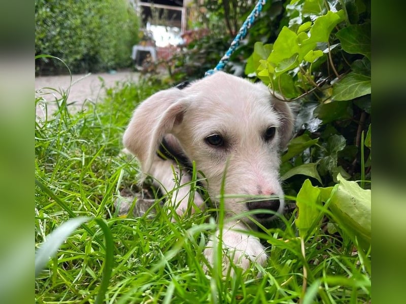 ALFIE - Zuckerbub sucht seine Menschen