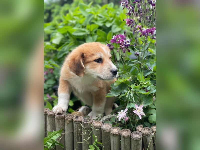 EMMA - sucht ihr Für-immer-Zuhause