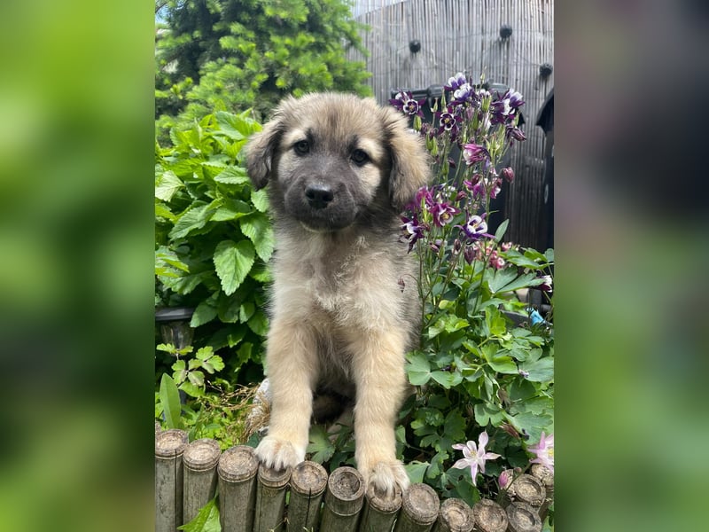 LUNA - sucht ihre Menschen