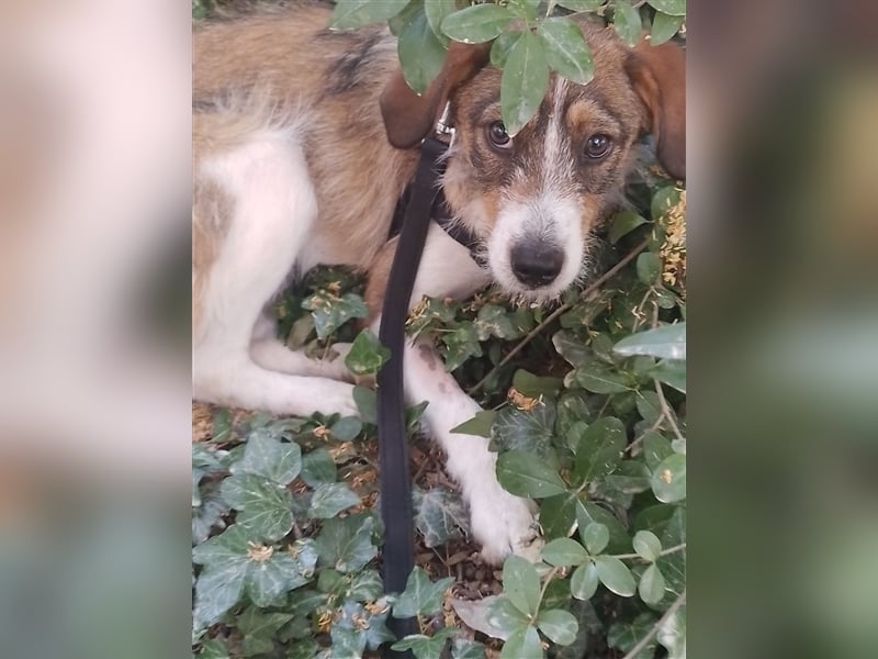 MILLY - ist bereit für ihr Abenteuer