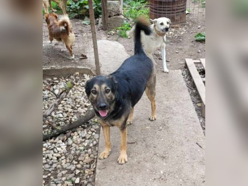 FREYA - sucht ein Zuhause auf Lebzeit