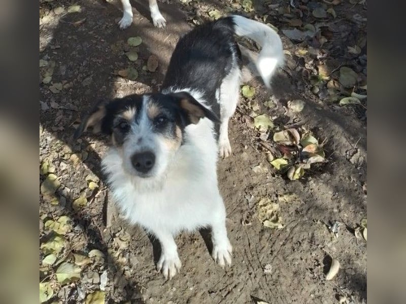 JACK - Traumzuhause gesucht