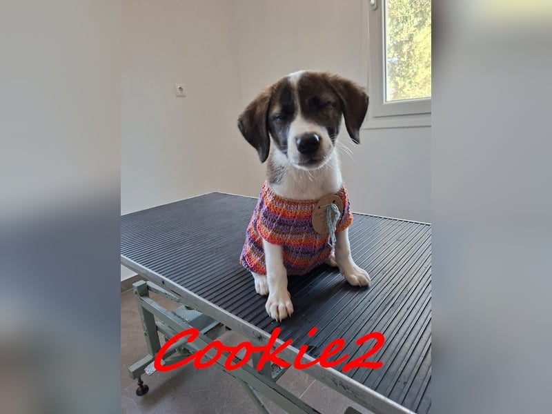 Cookie2 geb. 05/2025 (in Deutschland) - neugierige, verspielte und lebensfrohe Welpin!