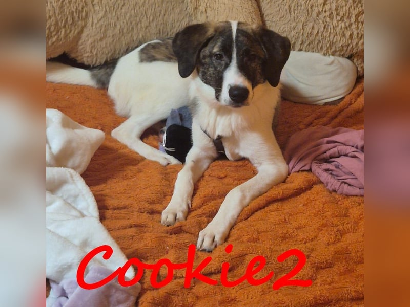 Cookie2 geb. 05/2025 (in Deutschland) - neugierige, verspielte und lebensfrohe Welpin!