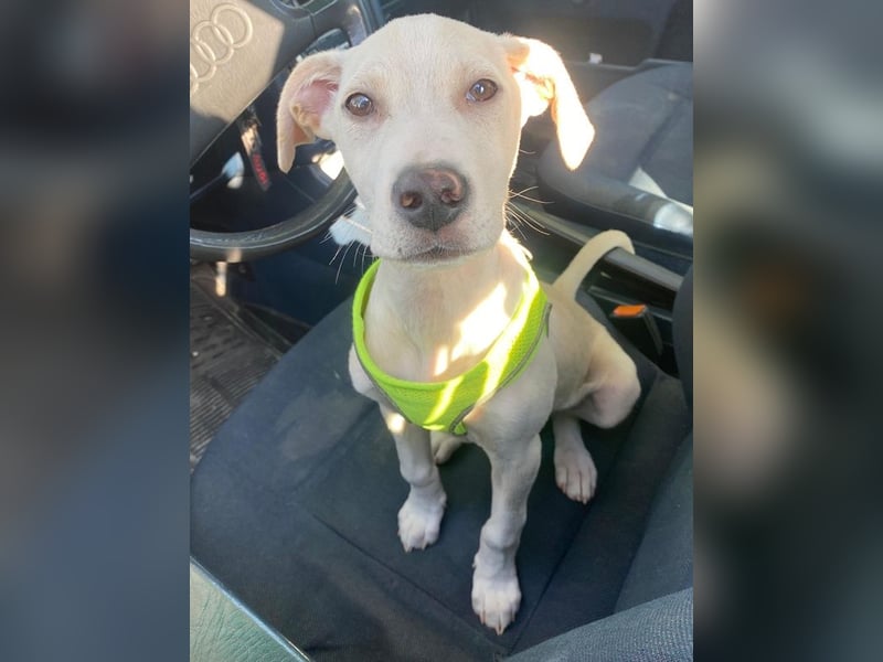 Atreyu, geb. ca. 08/2025, lebt in GRIECHENLAND, im städt. Tierheim Serres