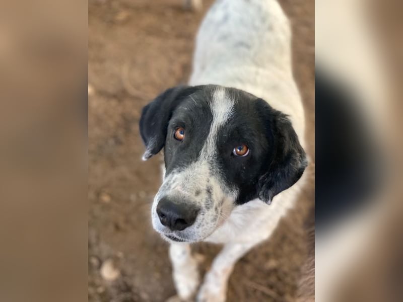 Valentino, geb. ca. 05/2021, lebt in GRIECHENLAND, im städt. Tierheim Serres