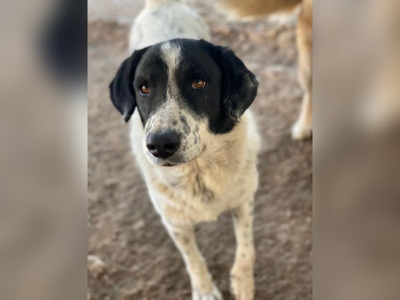 Valentino, geb. ca. 05/2021, lebt in GRIECHENLAND, im städt. Tierheim Serres