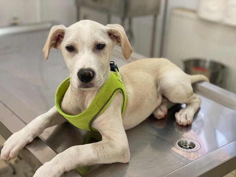 Atreyu, geb. ca. 08/2025, lebt in GRIECHENLAND, im städt. Tierheim Serres