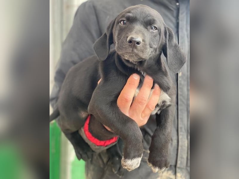 Morus, geb. ca. 11/2025, lebt in GRIECHENLAND, auf einer privaten Pflegestelle