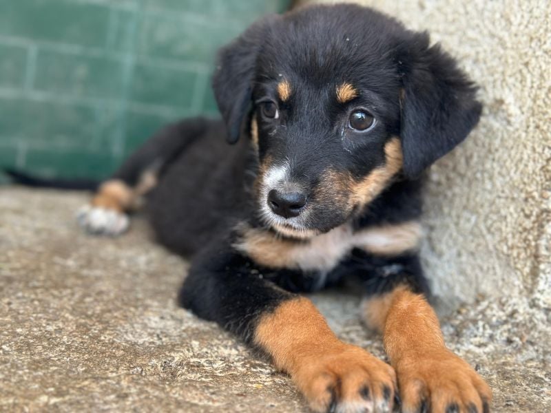 Donut, geb. ca. 05/2026, lebt in GRIECHENLAND, im städt. Tierheim Serres