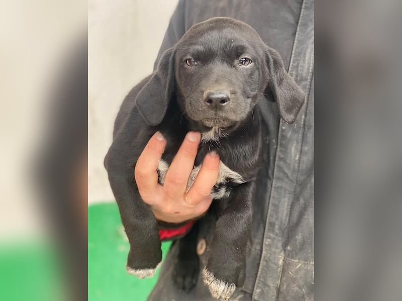 Morus, geb. ca. 11/2025, lebt in GRIECHENLAND, auf einer privaten Pflegestelle