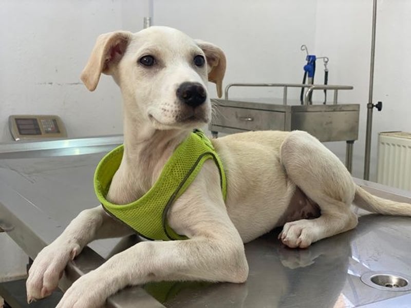 Atreyu, geb. ca. 08/2025, lebt in GRIECHENLAND, im städt. Tierheim Serres